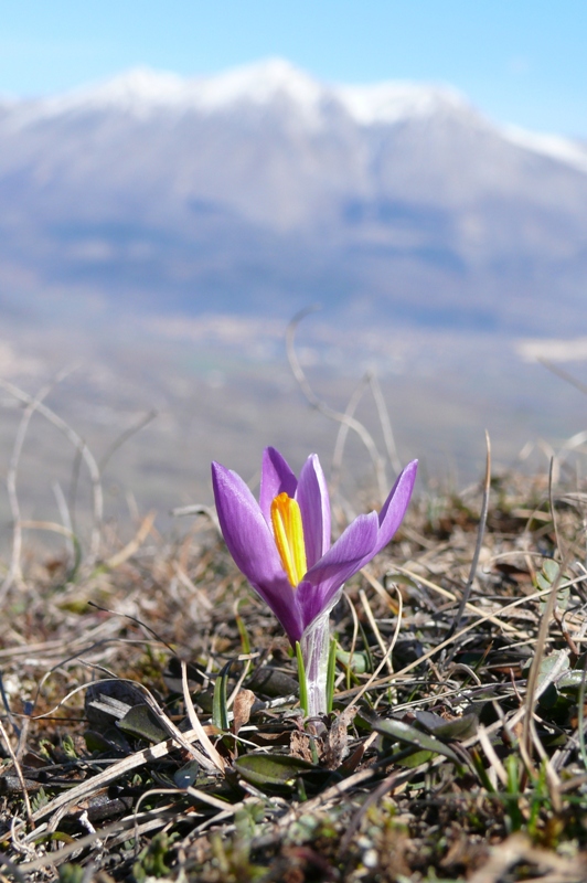 Marsica 2022, Monte Girifalco e Monte Arunzo  Le orchidee e la storia.